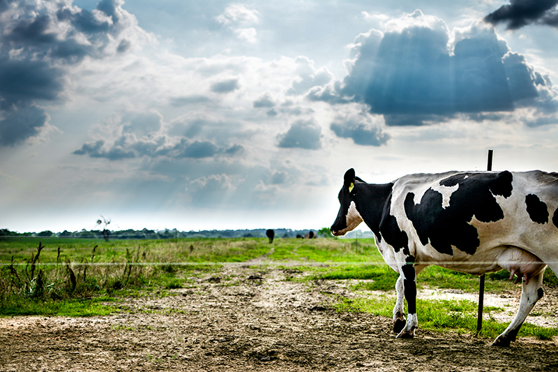 Cow roaming the pasture at Working Cows Dairy in Slocomb, AL. Photo Credit: Working Cows Dairy